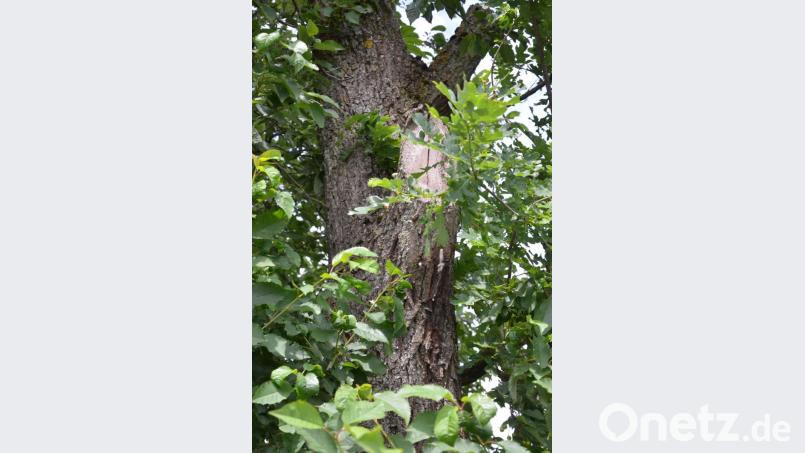 Ein vom Eichenprozessionsspinner befallener Baum auf der hohen Straße, den die Straßenkontrolleure Erwin Peyerl und Roland Geyer entdeckten.