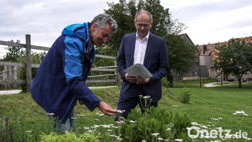 Markus Strauß erläuterte Bürgermeister Roman Schäffler (von links) die Vorzüge einer Wildpflanze. Bild: hl
