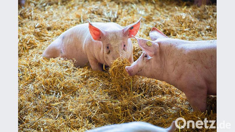 Stroh macht froh. Herbert Hottner verwendet in seiner Metzgerei nur noch das Fleisch von sogenannten Strohschweinen. Auch seine Bratwürste auf dem Bergfest werden daraus hergestellt. Bild: exb/Metzgerei Strobel