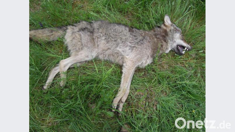 Der Wolf wurde bei Pressath von einem Auto erfasst. Bild: exb