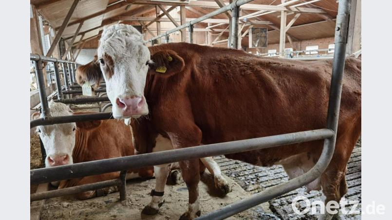 Die erkrankte Kuh Ginny steht im Stall. Bild: Irina Primbs/dpa