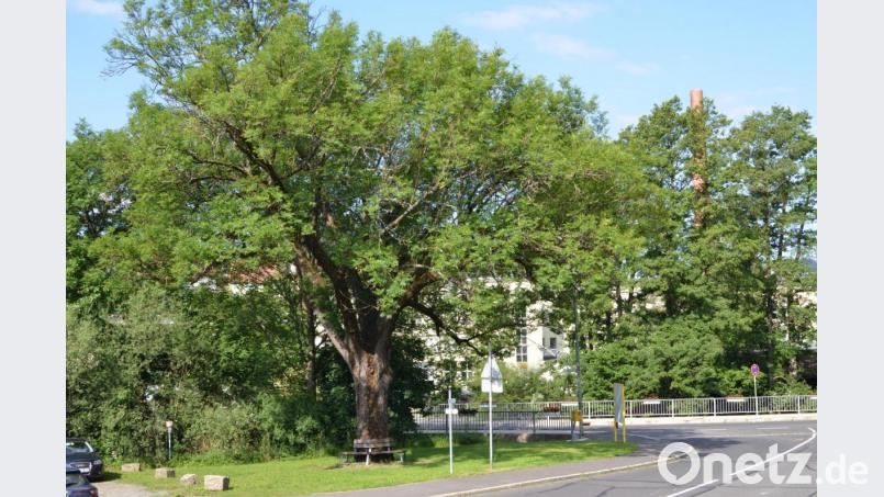 Die Tage der Esche an der Fichtelnaabbrücke am Naabberg sind gezählt. Der Baum muss einem Regenrückhaltebecken weichen. Bild: Benkhardt