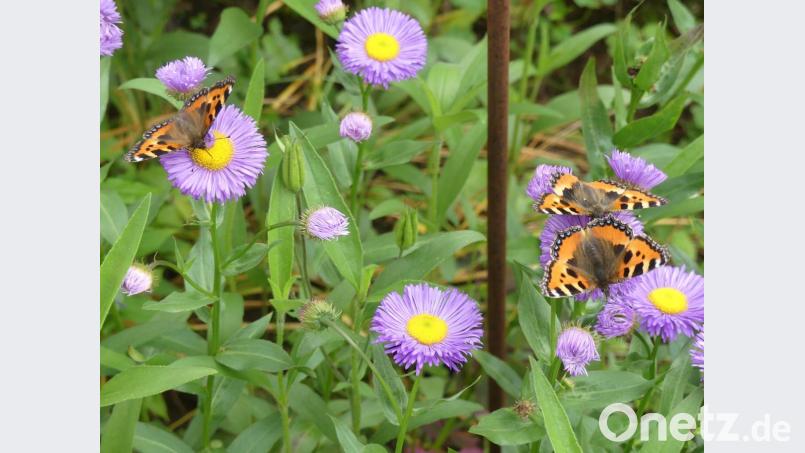 Großer Fuchs am "Essplatz" Bild: rn
