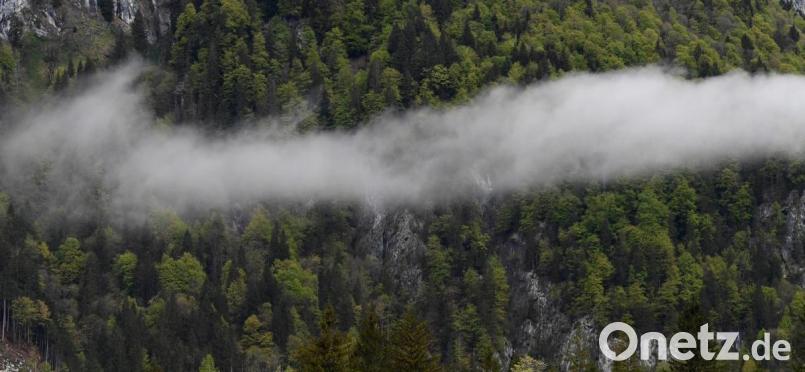Nebelschwaden ziehen über den sattgrünen Wald an einem Berghang bei Ettal entlang. Bild: Angelika Warmuth