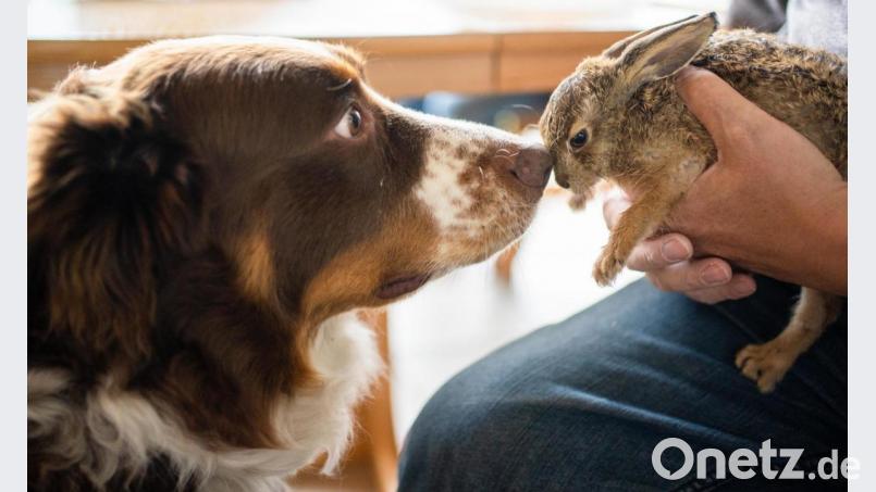 Hund "Lasko" hatte einen Feldhasen im Garten der Familie Mahr im Landkreis Schweinfurt unterkühlt und hungrig aufgespürt. Der Hase wurde von der Familie versorgt, kam dann aber auf Anweisung einer Tierärztin in die Obhut einer Auffangstation und verendete später. Bild: Nicolas Armer/dpa