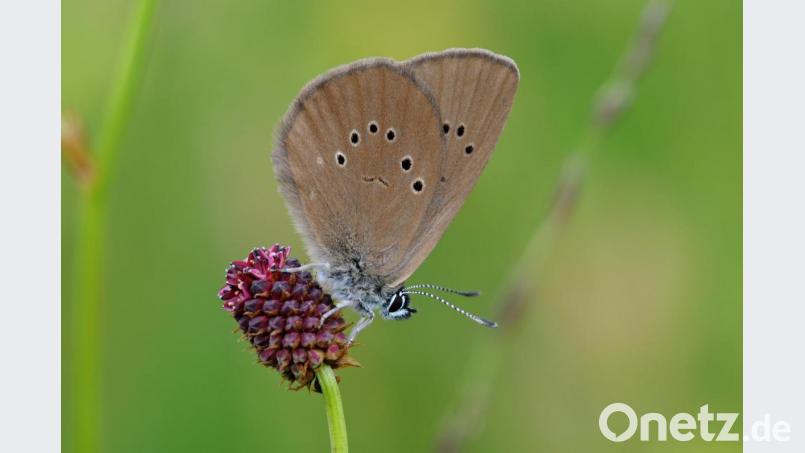 Die geplante Ortsumgehung bei Mantel berührt den Lebensraum des Dunklen Wiesenknopf-Ameisenbläulings. Deshalb klagt der Landesbund für Vogelschutz nun gegen die Pläne. Bild: Dr. Eberhard Pfeuffer/exb