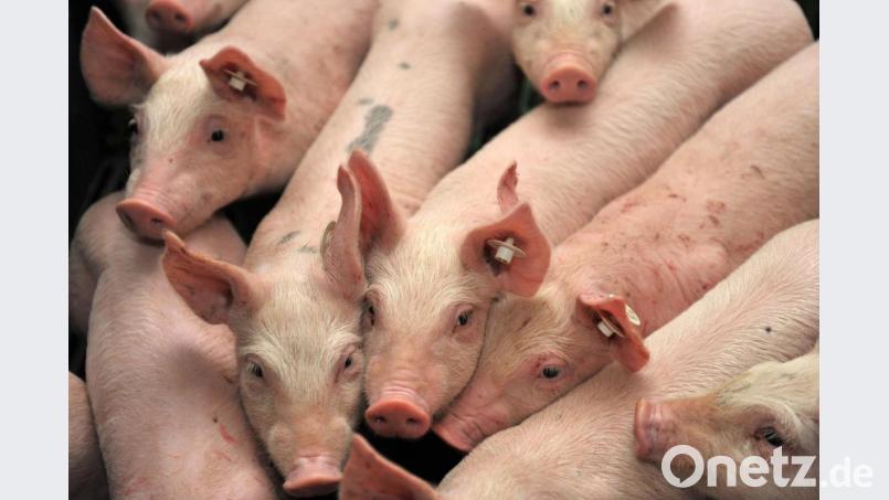 Ferkel stehen in einem Stall. Symbolbild: Carmen Jaspersen/dpa