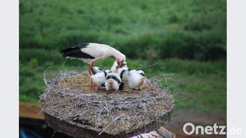 Das Weibchen beim Füttern. Noch kräftig zulegen müssen die Nestlinge, bis sie den Horst verlassen können. Bild: bod
