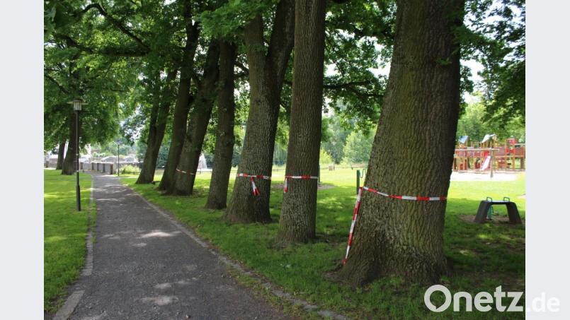 Rot-weiße Absperrbänder wie hier im Stadtpark sollen vor dem Eichenprozessionsspinner warnen. Bild: sne