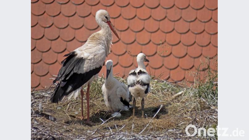 Zwei Jungvögel sitzen mit dem Mutter-Storch im Horst auf dem Dach des Pfarrhauses. Unter dem kleinen Storchen in der Bildmitte liegt noch ein Ei, aus dem kein Junges geschlüpft ist. Bild: szl