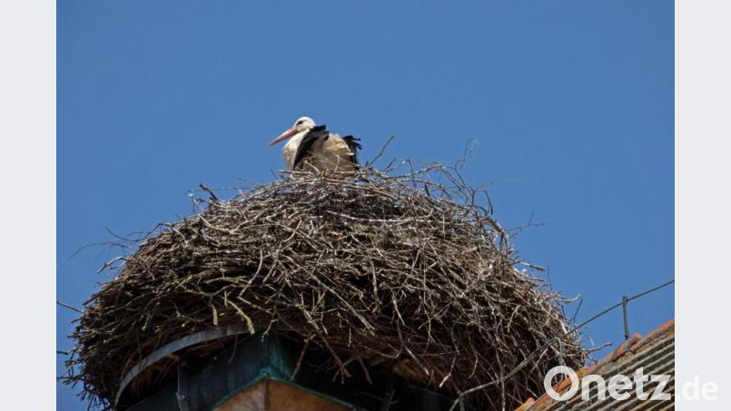 Von unten sieht man nur die Storchenmutter, die auf die zwei Jungen im Nest aufpasst. Bild: szl