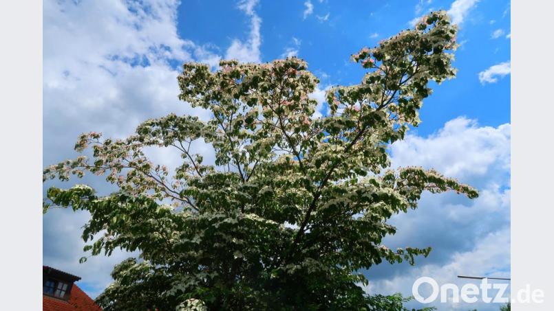Ein prächtig blühender Blumenhartriegel. Bild: Kunz