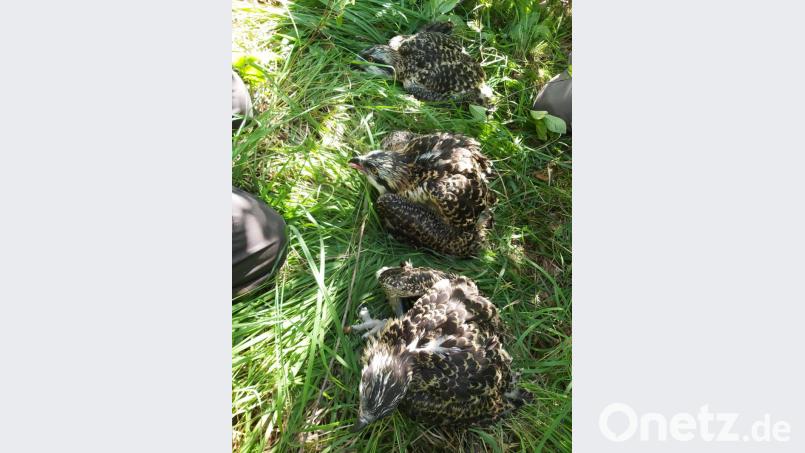 Die drei jungen Fischadler aus dem Horst im Naturschutzgebiet "Großer Rußweiher". Bild: exb