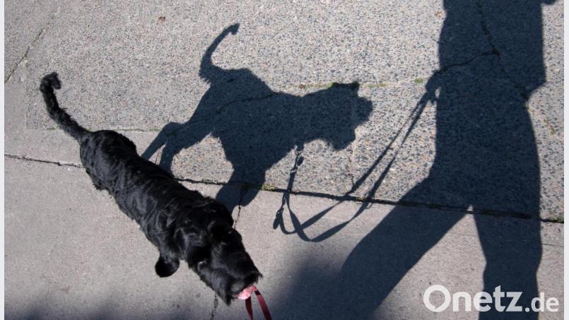 Ein Hund läuft in diesem Symbolbild an einer Leine und wirft dabei einen Schatten. In Speichersdorf (Kreis Bayreuth) wurde auf der B22 ein angeleinter Hund überfahren. Symbolbild: Ralf Hirschberger/dpa