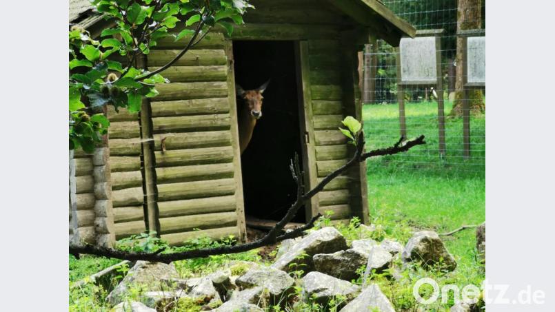 Die Hirschkuh genießt das schattige Plätzchen in der Holzhütte. Bild: gz