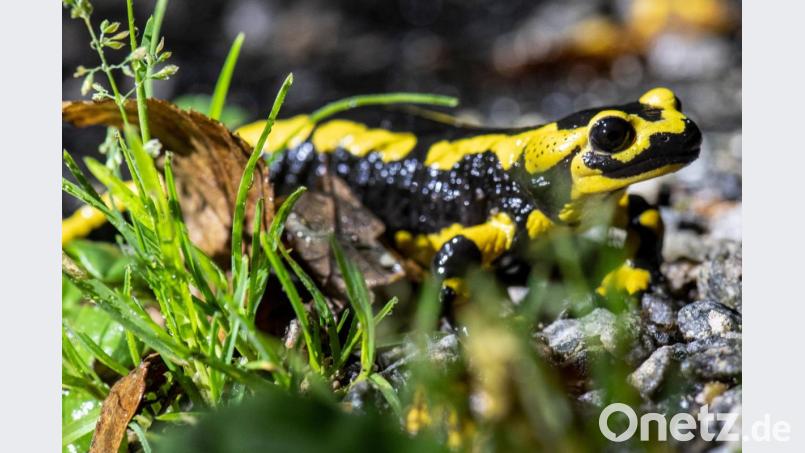 Ein Feuersalamander kriecht über einen Waldweg. Bild: Boris Roessler/dpa