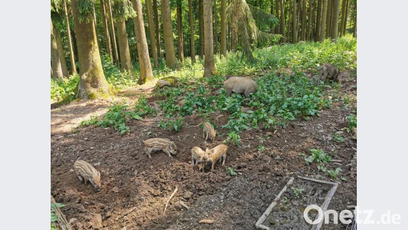 Die Frischlinge im Kurpark stehen vor allem bei den Kindern im Fokus. Bild: gz