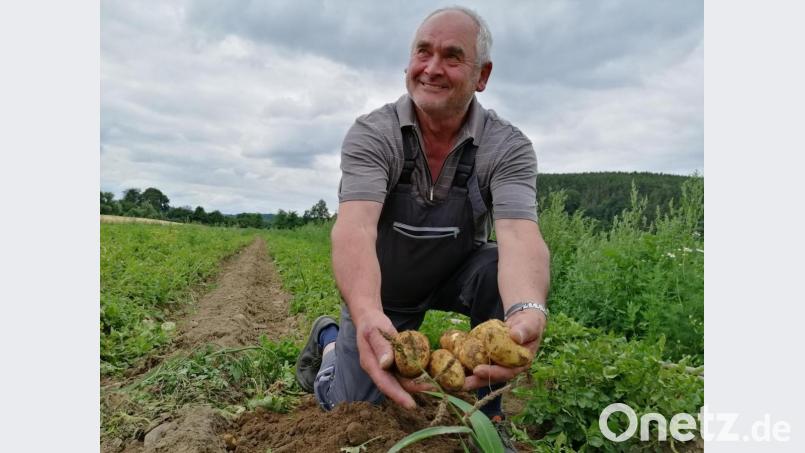 Die Freude pur: Anton Dobler präsentiert die ersten zwei Hände voll seiner Frühkartoffeln auf seinem Acker bei Pfreimd. Bild: wpt