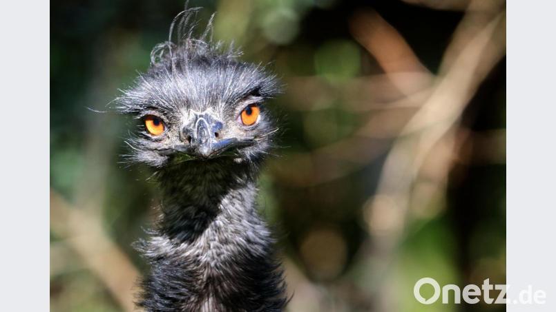 Ein Emu (Symbolbild) hielt die Polizei am Freitagabend auf Trab. Bild: Roland Weihrauch