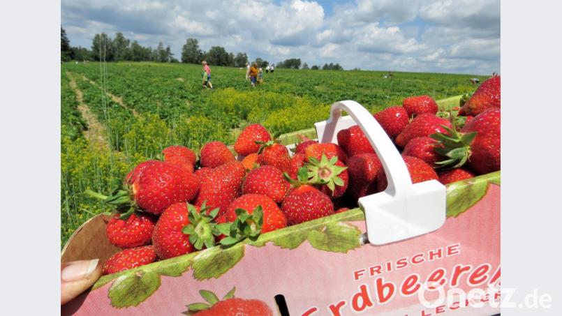 Dass die Erdbeeren heuer besonders groß sind, schreibt Schedl dem Frost zu. Weil nur die Hälfte an den Pflanzen hängt, seien sie dafür größer, meint er. Bild: ubb