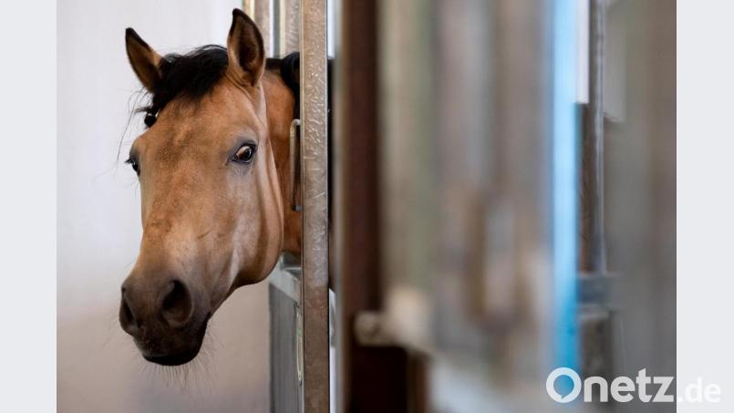 Ein Zirkuspferd schaut auf dem Gelände der Circus Krone Farm aus seiner Box. Bild: Sven Hoppe/dpa