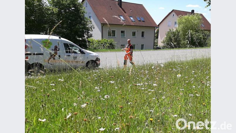 Durch die mehrjährigen Pflanzenarten präsentieren sich die Blühwiesen am Wegesrand immer wieder aufs Neue. Archivbild: rfi