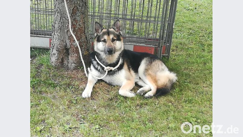 Richtig lieb schaut er aus, der Hund, der einer Frau in Sulzbach-Rosenberg einen gehörigen Schrecken eingejagt hat. Von der Polizei ließ er sich übrigens widerstandslos abführen. Bild: Polizei Sulzbach-Rosenberg