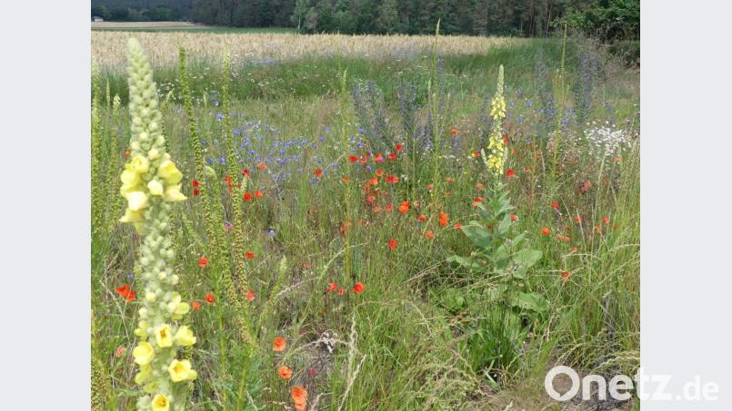 Lebensraum für eine Vielzahl von Insekten ist diese Wiese. Bild: rn