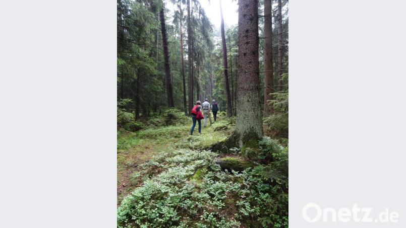 Im Rahmen eines Naturtouristischen Gesamtkonzepts soll das Wandern besonders herausgestellt werden. Bild: Touristinfo Bad Neualbenreuth/exb