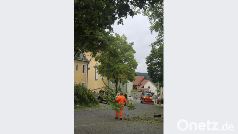 Die Bäume auf dem Marktplatz sind von Totholz befreit worden. Bild: Josef Glas