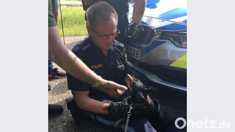 Braves Hundchen. Mit einem Leckerli lässt sich beinahe jeder Hund einfangen. Da macht auch Gucci keine Ausnahme. Bild: Polizei Amberg