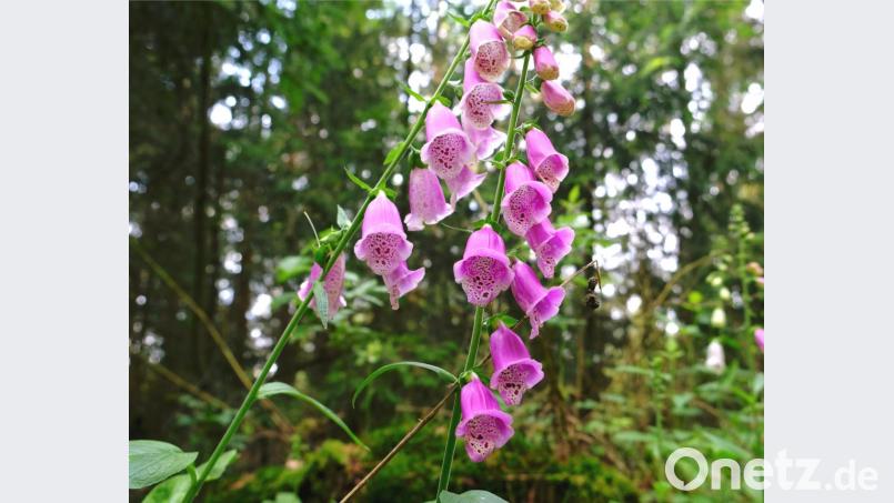 Der Fingerhut: eine verführerische Pflanze Bild: do