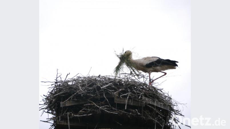 Der Mehlmeiseler Storch ist ein umtriebiger Vertreter seiner Art. Bild: gis