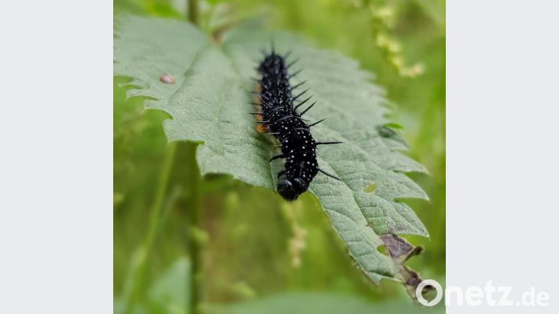 Die Raupe des Schmetterkings Tagpfauenauge ernährt sich vor allem von Brennnesseln. Bild: Sonja Kaute