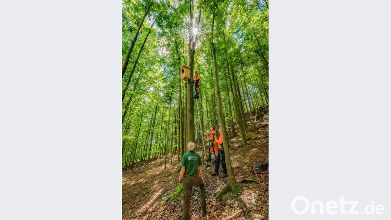 Mitarbeiter des Forstbetriebs Fichtelberg montieren unter der Regie von Förster Peter Schöffel (vorne mitte) hoch oben in den Bäumen Nisthöhlen für Eulenvögel im Steinachtal. Bild: exb