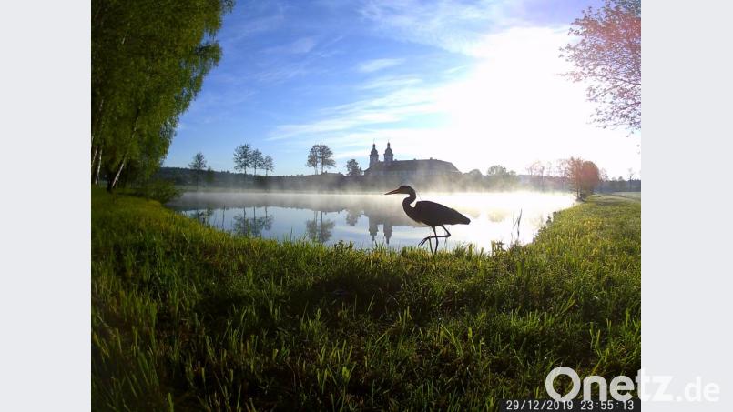 Grau- und Silberreiher, Störche und Wildgänse entdecken ausgerechnet den kleinen "Torfstich" vor dem Kloster Speinshart als Gourmettempel Bild: do