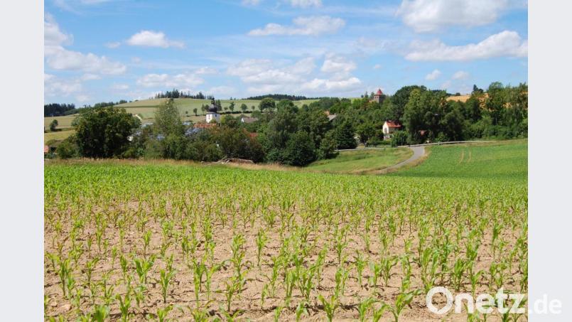 Am nördlichen Ortsende von Kirchendemenreuth soll ein neues Baugebiet mit Blick auf das Haberland und auf Parkstein entstehen. Momentan wächst noch Mais auf dem Süd-West-Hang. Aber eventuell schon in zwei Jahren könnten hier die ersten Häuser stehen. Bild: sm