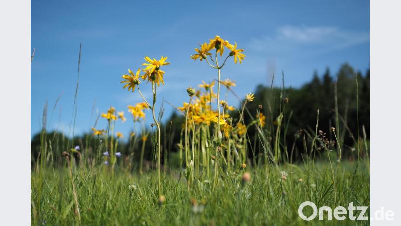 Biologische Landwirtschaft im Einklang mit der Natur. Bei der allwöchentlichen Tour wandern die Teilnehmer durch Wald und Flur (im Bild eine Arnika-Pflanze am Wegesrand). Auf dem Weg durch die Anbauflächen der Friedenfelser Betriebe erfahren die Gäste von Günter Erhardt interessante Details zum Anbau von Bio-Getreide und -Gemüse. Bild: bsc