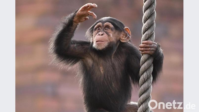 Nach jahrelangem Rechtsstreit sind zwei Patente auf gentechnisch veränderte Menschenaffen zurückgenommen. Symbolbild: Joel Carrett/dpa