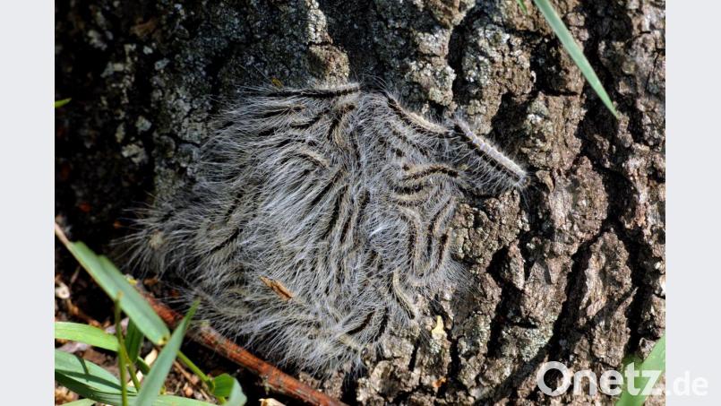 Der Eichenprozessionsspinner an einem Baum. Bild: Stephan Huber