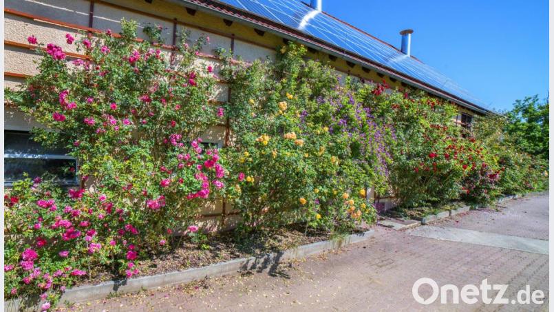 Meterhohe Rosen, viele bunte Farben und unwiderstehliche Düfte - all das gibt es gegenwärtig bei Rosen-Liebhaber Hans Sperber in Pfaffenhof. Bild: Thilo Hierstetter