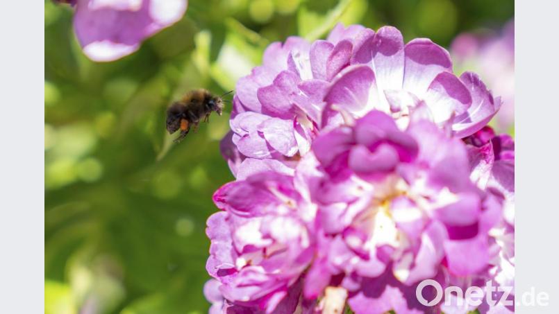 Auch für Wildbienen ist der Tisch rund ums Sperber-Anwesen reichlich gedeckt. Bild: Thilo Hierstetter