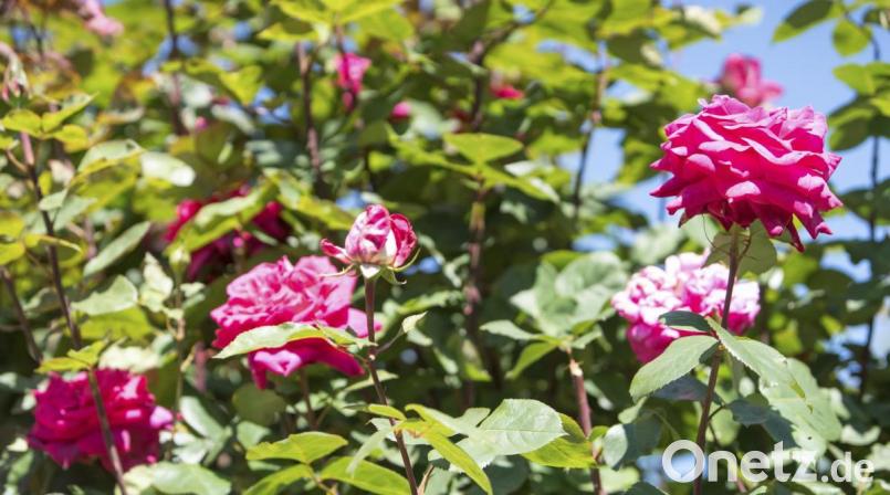 Im Rosen-Paradies. Bild: Thilo Hierstetter