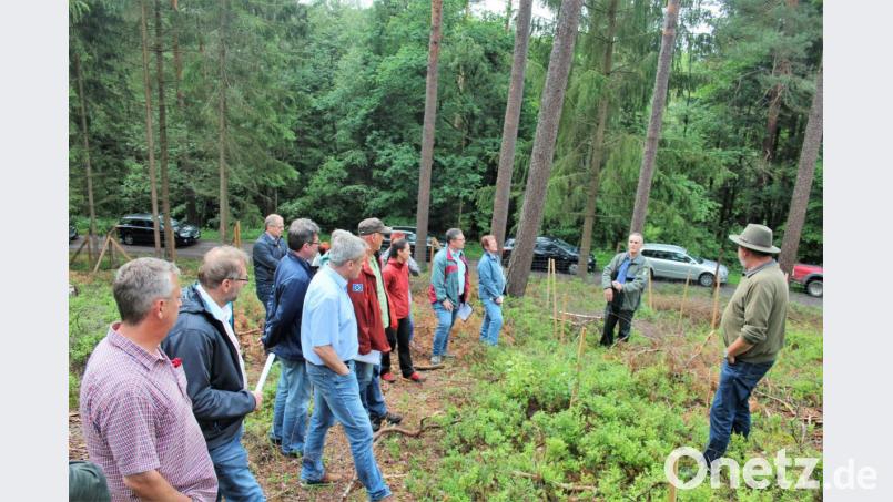 Stadtförster Klaus Ferber und Forstdirektor Dirk Lüder (von rechts) erläuterten den Mitgliedern des Bau- und Forstausschusses, was es mit dem „Zukunftswald“ auf sich hat. Bild: stg