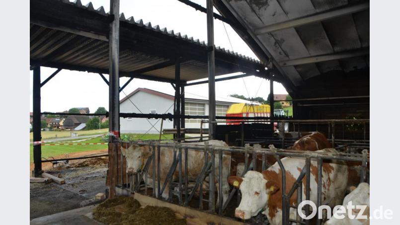 Die Kühe sind bereits wieder an ihrem angestammten Platz im Stall zurückgekehrt. Sie hatten sich während des Feuers in den hinteren Stallteil verzogen. Am Dach sieht man die Beschädigungen. Bild: dob
