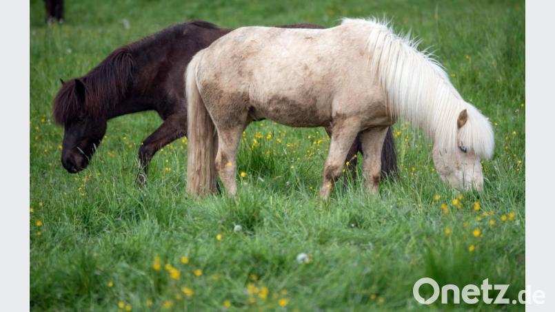 Ein unbekannter Täter hat in Petersaurach in einem Pferdestall ein Pony getötet und zwei weitere Pferde mit Messerstichen und Schnitten verletzt. Symbolbild: Boris Roessler