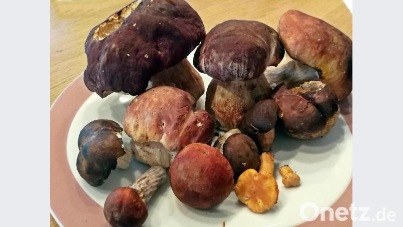 Die Schwammerlsuche im Juli ist schon erfolgreich verlaufen. Bild: R. Kreuzer