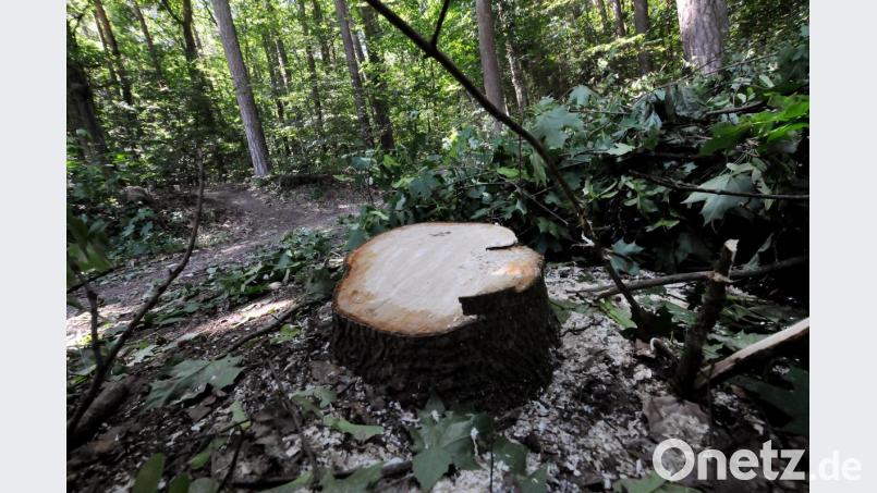 Dieser Baum wurde unter anderem von Unbekannten über Nacht abgesägt. Der Stamm hing für Tage gefährlich zwischen anderen Stämmen fest und musste jetzt aufwendig entfernt werden. Bild: Stephan Huber