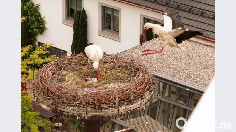 Im Anflug: Auch während der Aufzucht des Nachwuchses bauen Störche weiter an ihrem Nest. Bild: lst