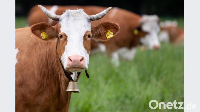 Kühe stehen auf einer Weide. Foto: Sven Hoppe/dpa/Archivbild Symbolbild: Sven Hoppe